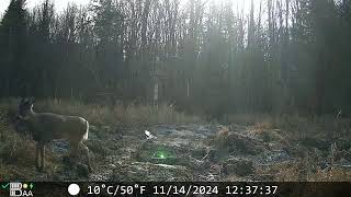 Chevreuil Lanaudière Novembre 2024 trail cam [upl. by Anaiuq]