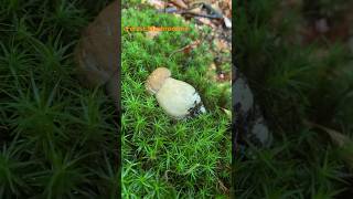 Boletus ReticulatusMay 2024 asmr asmrmushrooms fungi boletus porchini mushroomhunting [upl. by Nilesoj180]