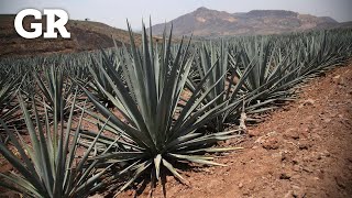 Agave ¿negocio o despojo [upl. by Davey]