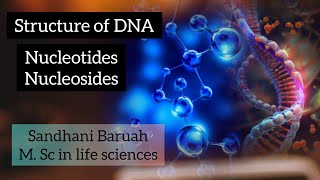 Structure of DNA nucleotides and nucleosides Molecular basis of inheritance [upl. by Korney975]