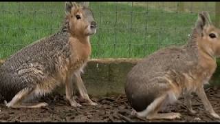 The Patagonian Mara STRANGEST ANIMAL EVER [upl. by Monafo]