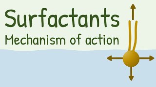 Surfactants Mechanism of Action [upl. by Ravid116]