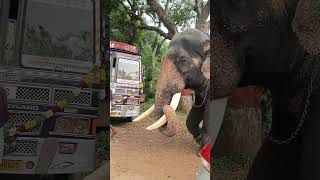 Tusker with long tusksplz subscribe for more videos [upl. by Enoek]