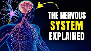 The Nervous System Explained in 15 Minutes [upl. by Arot123]