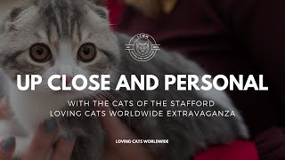 Cute Cat CloseUps  Stafford CATstravaganza with Loving Cats Worldwide [upl. by Enitsirhk165]