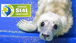 A Visit to the Cornish Seal Sanctuary Gweek Cornwall UK 27 Sept 2024 [upl. by Enial]