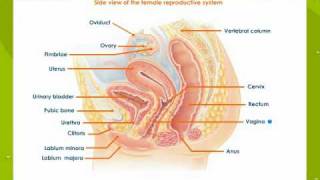 Female reproductive System Part2 [upl. by Schacker84]