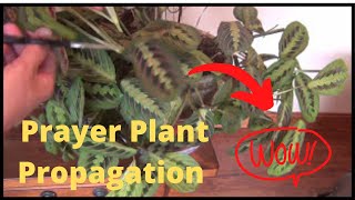 Propagating the Maranta Prayer Plant Houseplant  How to Propagate Prayer Plant House Plant [upl. by Juliette]