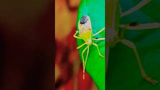 Heteroptera Coreidae insects shorts viral shortsvideo [upl. by Risa]