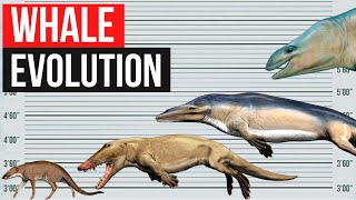 Whale Evolution  In 2 minutes [upl. by Kristel766]