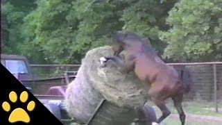 Horses Ponies and Fails Compilation [upl. by Niltyak862]