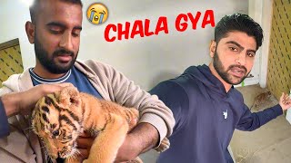 Tiger Ko Wapis kr Dia Reply To Haters [upl. by Yrtua]