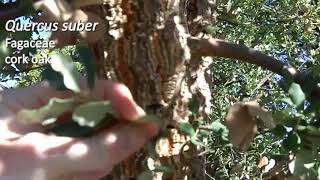 Cork oak Quercus suber  Plant Identification [upl. by Aifoz]