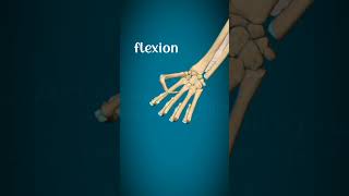 Metacarpophalangeal joint and interphalangeal joint movementsphysiorehabdrsamia [upl. by Zoller]