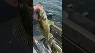 Minnesota walleye action brainerd walleyes fishing MN food outdoors fun tacos guide lund [upl. by Aitercul]