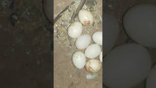 subscribe budgies 7 eggs lay [upl. by Narmi]