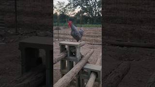 🐓  rooster animal 동물 숫닭 [upl. by Baldridge506]