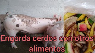 CÓMO engordar CERDOS con alimentos ALTERNATIVOS [upl. by Nnylirret]