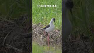 장다리물떼새 육추 Three broodstock when the stilts are wet [upl. by Iggy401]