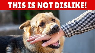 SHOCKING If Your Dog Bites Your Hand Here Is What It Actually Means [upl. by Ocramed676]