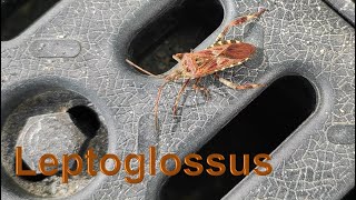 Western conifer seed bug Leptoglossus occidentalis [upl. by Airat]