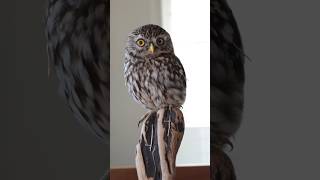 Owl bird art  trending art shorts  trending sad shorts [upl. by Gawlas]