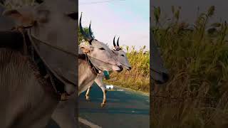 Bullockcart video 😍🤩 trending viral bullock bullockcartvideos hublidharwad hubli ytshorts [upl. by Anastas]