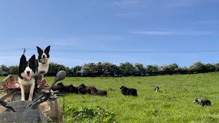 Incredible Scottish SheepDogs Herding wild sheep worming and clipping bums [upl. by Beutler]