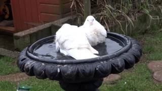 White doves having a wash in the bird bath [upl. by Kendrick]