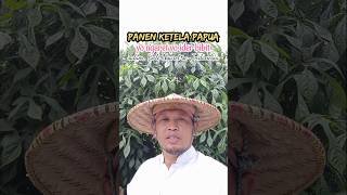 Panen ketela papua • batang nya di jual daunya bisa untuk pakan kambing ayo tanam yg banyak shorts [upl. by Nawud256]