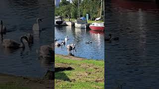 Swans chase heron  Sankey canal Penketh [upl. by Valdemar]