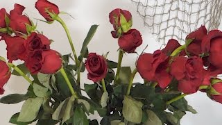 How To Revive Wilted Roses Time Lapse [upl. by Ahselef]