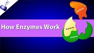 How Enzymes Work [upl. by Eissej632]