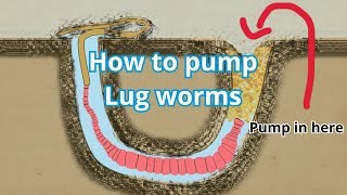 HOW TO PUMP LUGWORM IN 2 MINUTES  SEA FISHING 2023 howtouseabaitpump bait lugworm baitpump [upl. by Aloiv722]