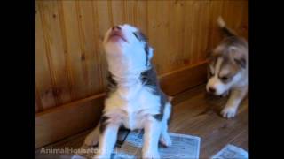 Husky Puppies Discover Howling [upl. by Onaicul]