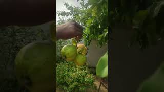 Ma chettu jama kayalu fruits🌳🍐 [upl. by Ainod]