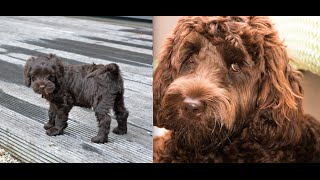 Labradoodle Puppy from 10Wks Old to 1 Year Old [upl. by Ecyor]