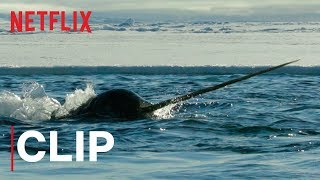 Our Planet  Narwhals  Clip  Netflix [upl. by Erdna]