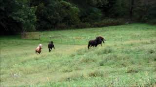 Gaited Morgan mares Sept 2017 [upl. by Alanah]