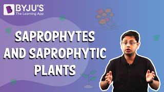 Saprophytes and Saprophytic Plants [upl. by Enait]