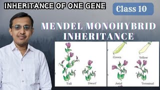 Inheritance of one geneMendel Monohybrid Ratio Class 10Class 12Law of Dominance [upl. by Leeth902]