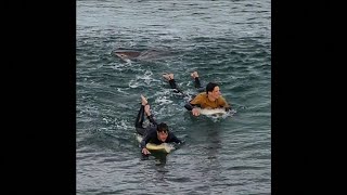 Caught on Camera Shark bites surfers leg in Australia [upl. by Ajiak]