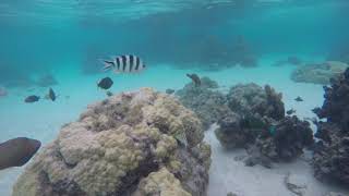 Hilton Moorea Snorkeling [upl. by Neerac]