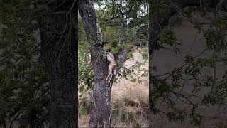 Hyena jumps into tree to steal Impala  Lion Sands Game Reserve  Kruger National Park [upl. by Yelrehs]