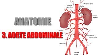 ANATOMIE  Gros vaisseaux de labdomen  3 AORTE ABDOMINALE [upl. by Aleira]