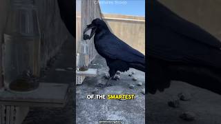 Crows Are Smarter Than You Think – Here’s Why [upl. by Aihseuqal357]