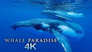 Whale Paradise 4K  1HR Underwater Ambient Nature Relaxation™ Film  Music for Stress Relief Sleep [upl. by Ashwell]