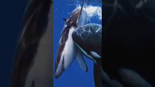 Orca  Killer Whale Attack  killer Whale vs White shark  explore worldwide creature [upl. by Warenne241]