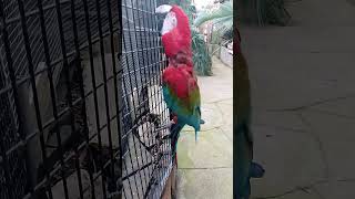 Cute GreenWinged Macaw Ara chloropterus will make you smilebirds nature [upl. by Assirt]