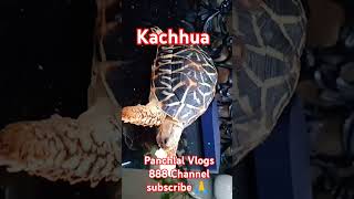 kachhua animals animal india shortvideos marinedrive mumbai funny animals turtle tortoise [upl. by Suivart]